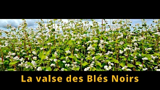 vignette Valse : La valse des Blés Noirs